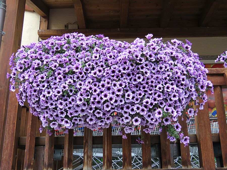 floral display Livigno