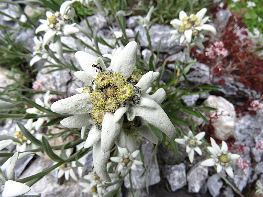 edelweiss