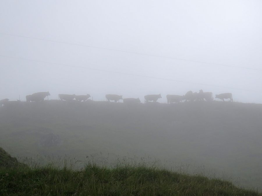 cows in fog