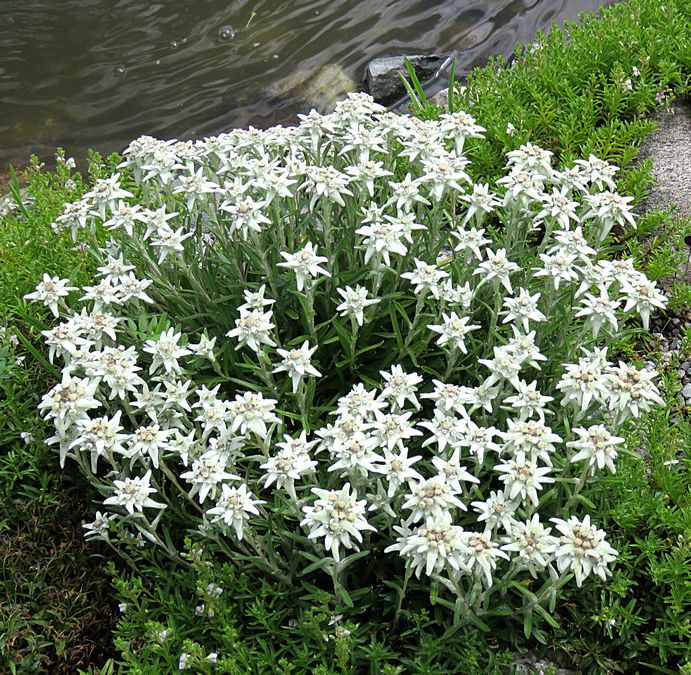 edelweiss