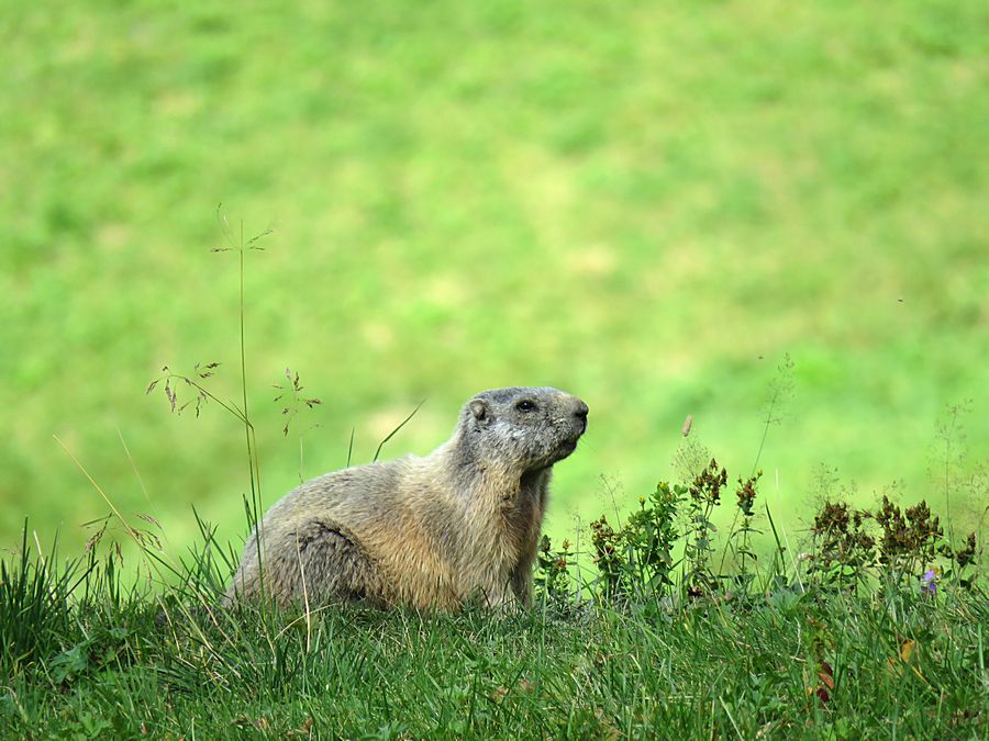 marmot