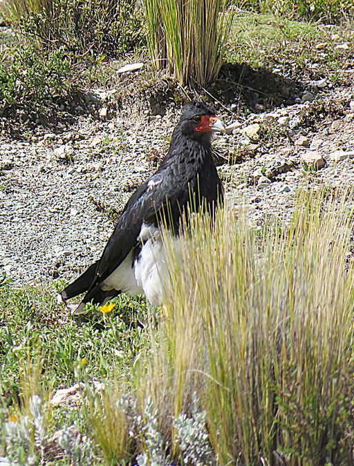 caracara