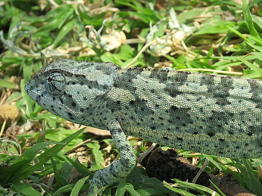 chameleon