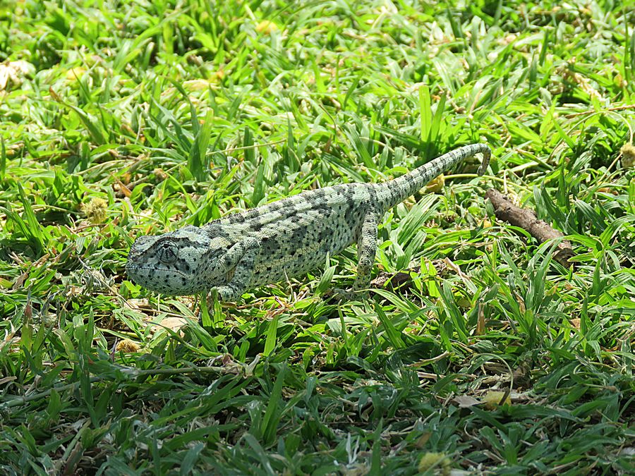 chameleon