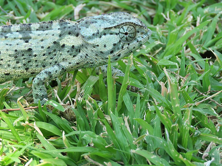 chameleon