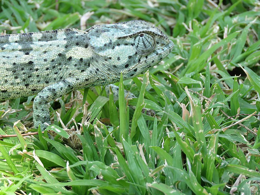 chameleon