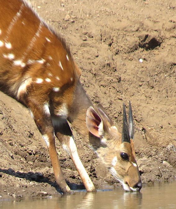 bushbuck