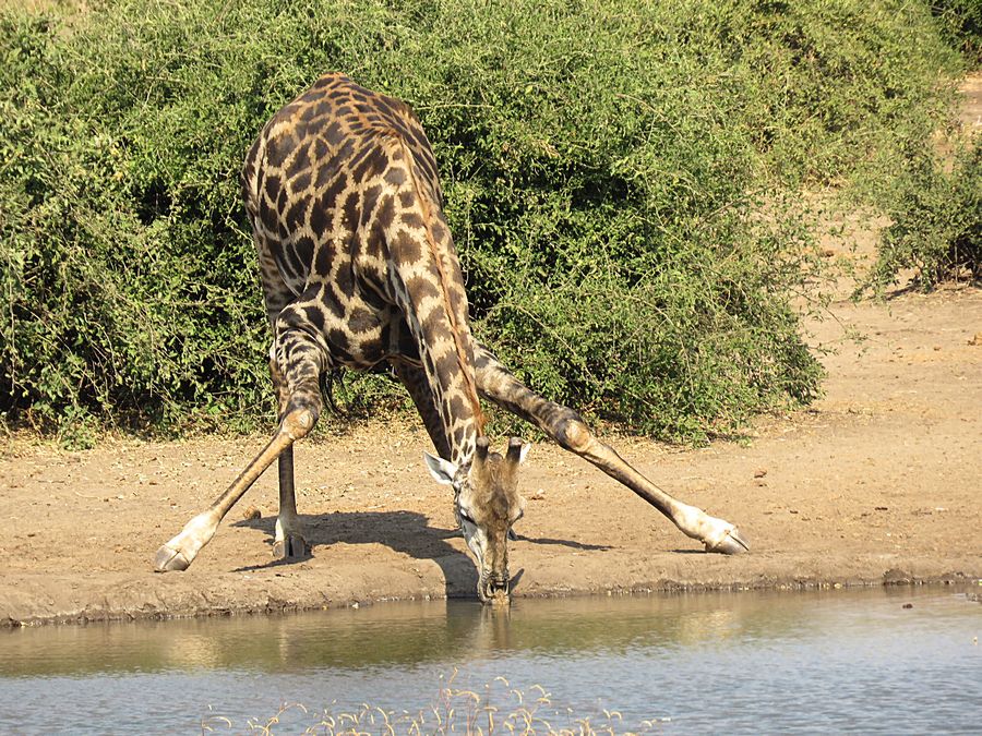 giraffe drinking