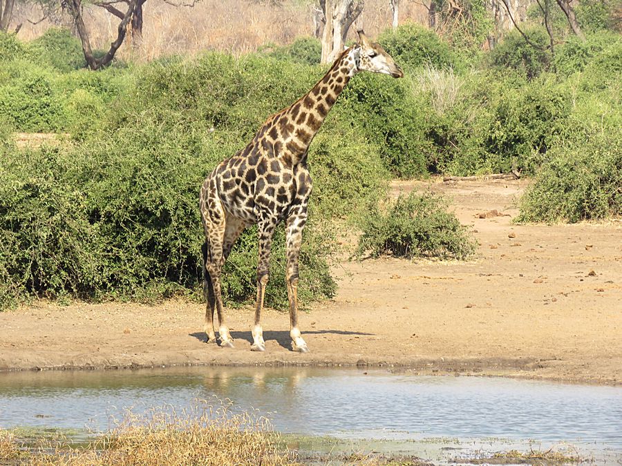 giraffe