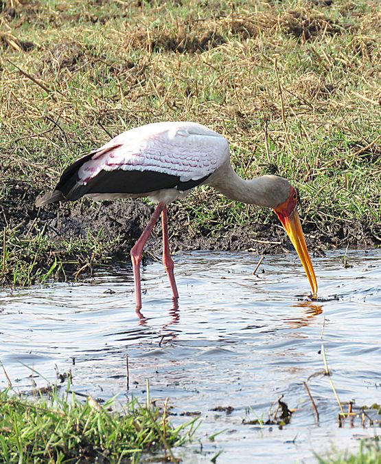 stork