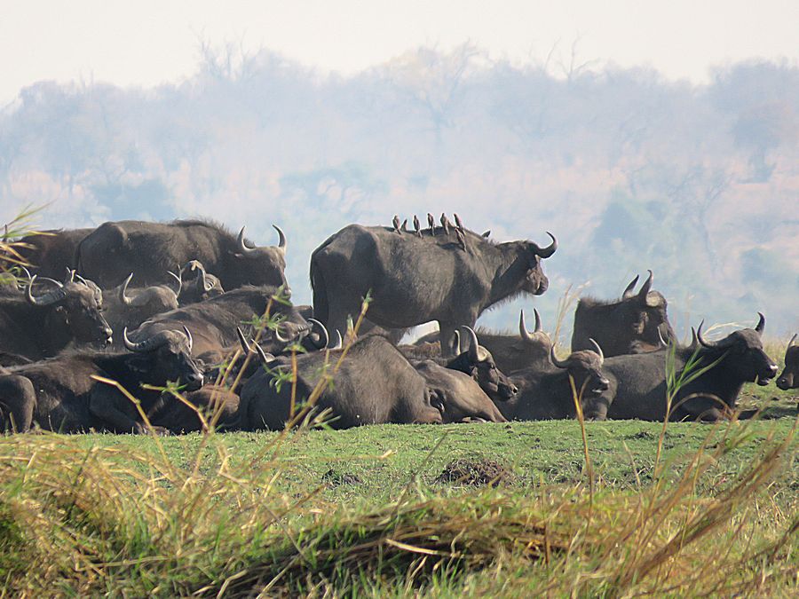 buffaloes