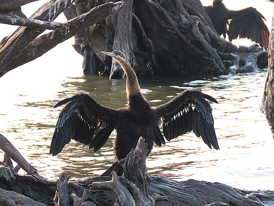 African Darter