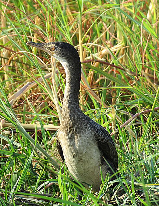 cormorant