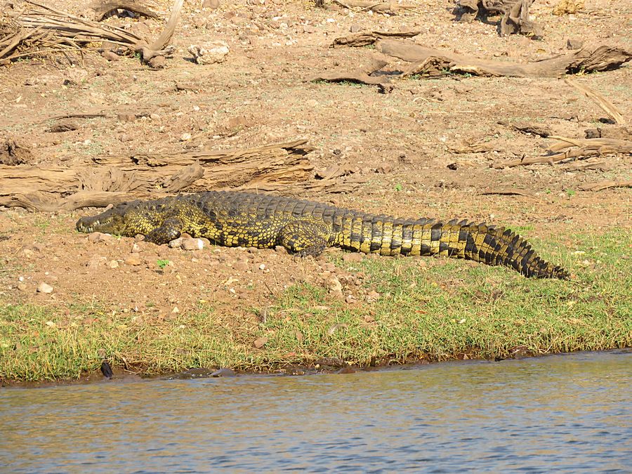 croc