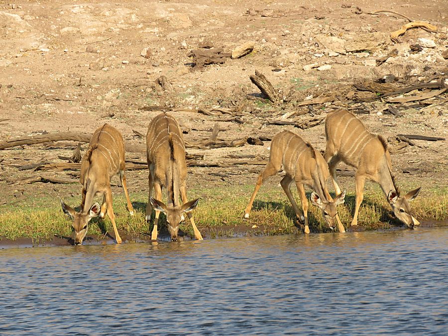 kudu