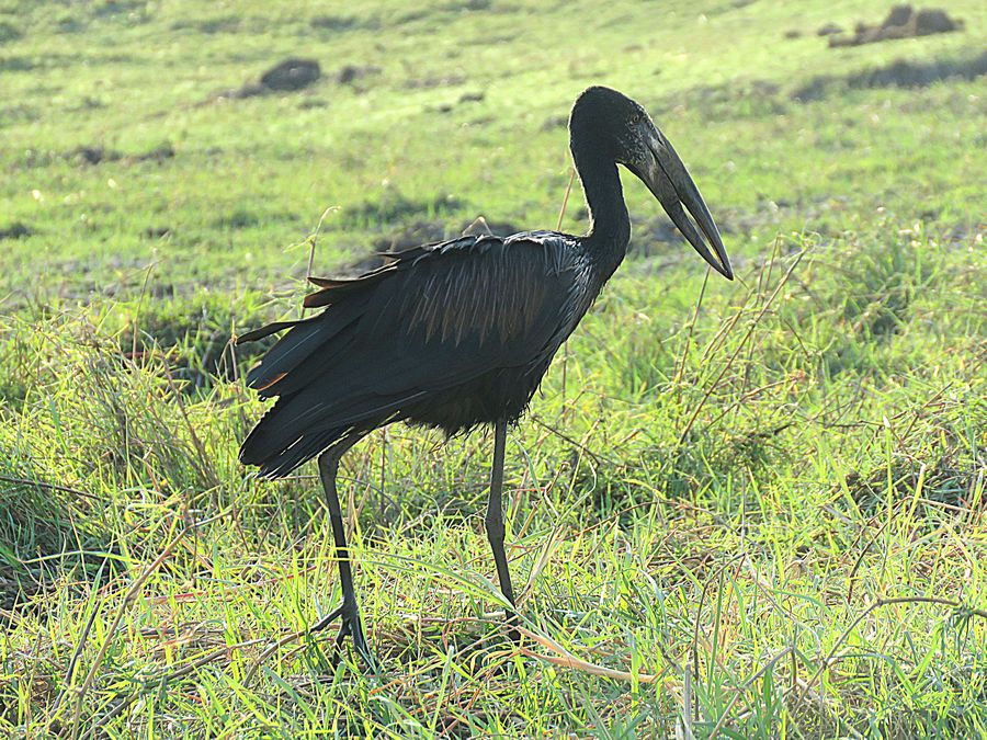stork