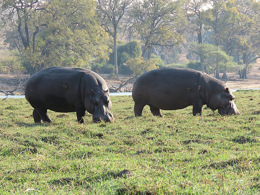 hippos