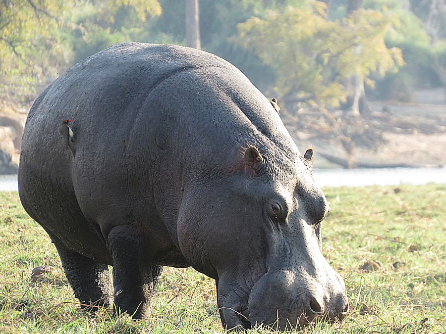 hippo
