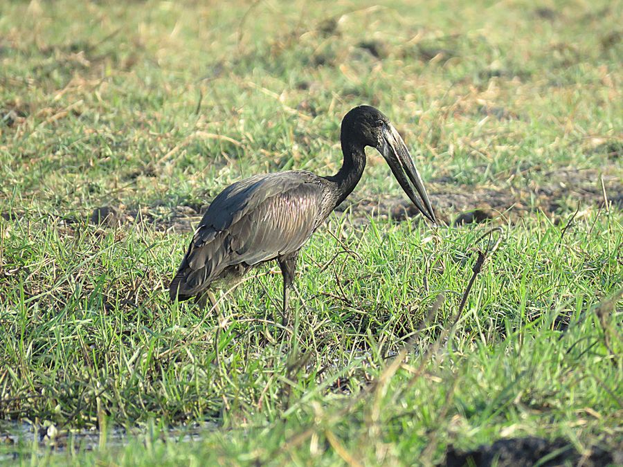 stork