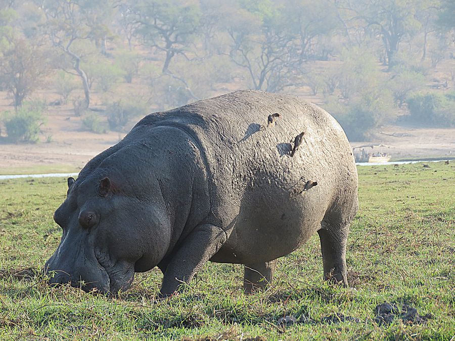 hippo