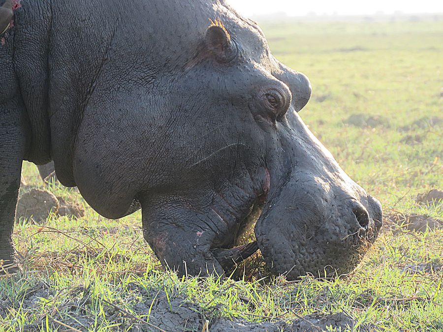 hippo