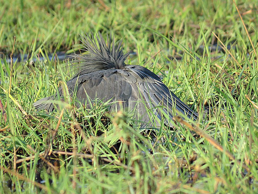 black egret