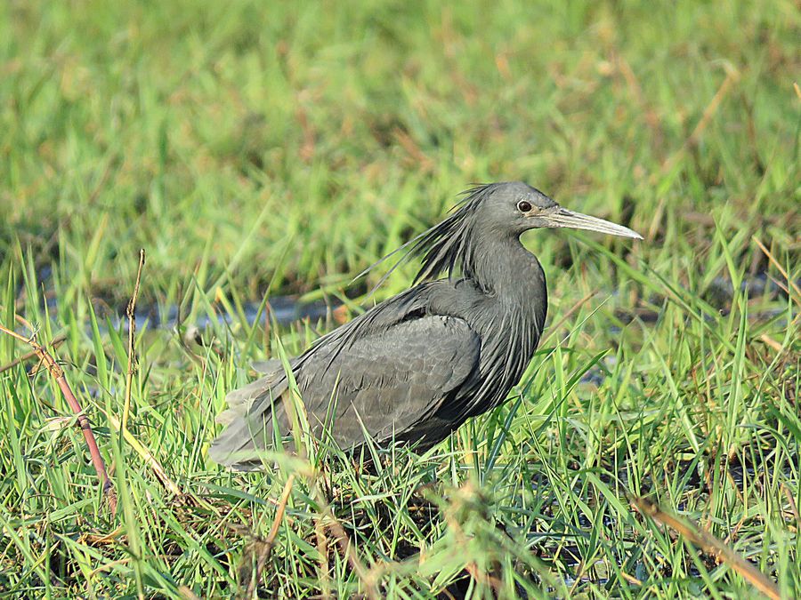 black egret