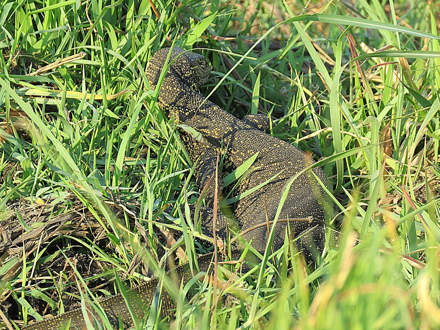 water monitor