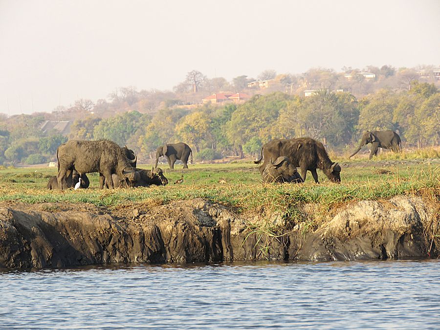 buffalo and elephants