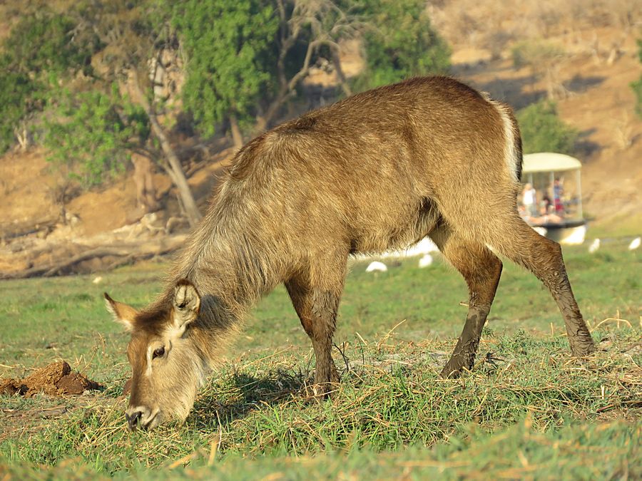 water buck