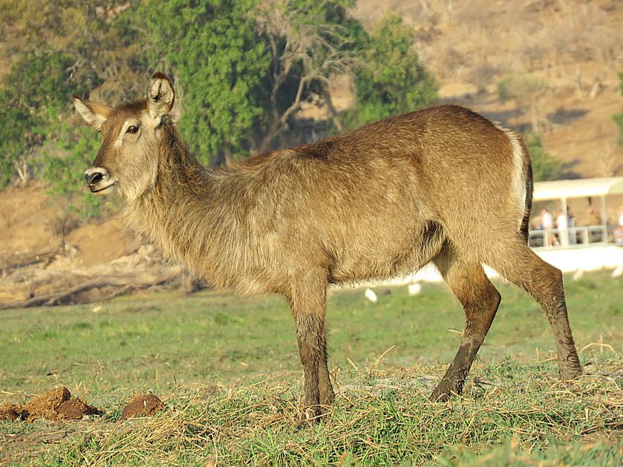 waterbuck