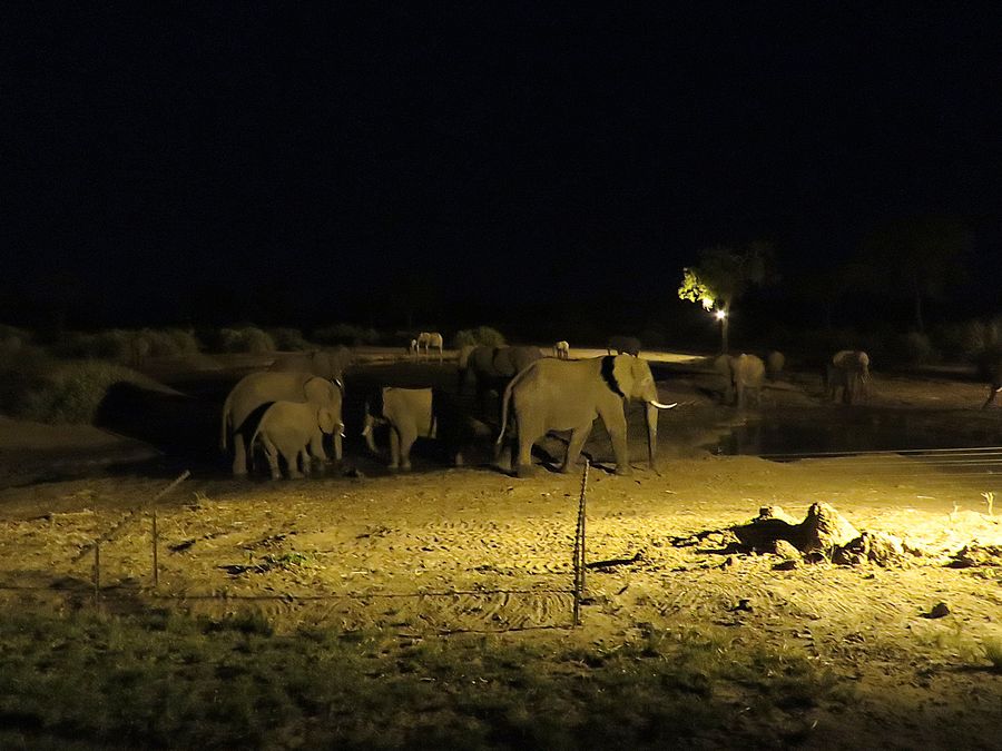 elephants nighttime