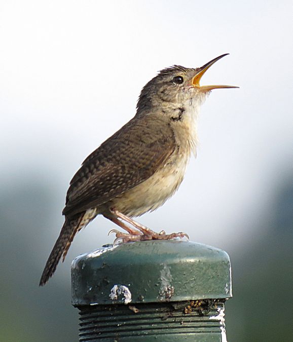 bird