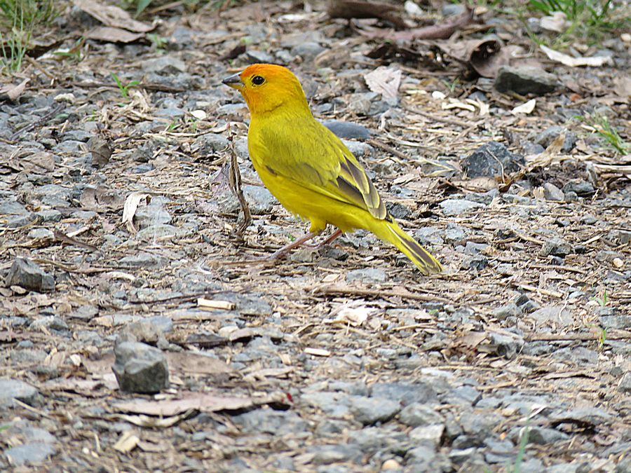bird