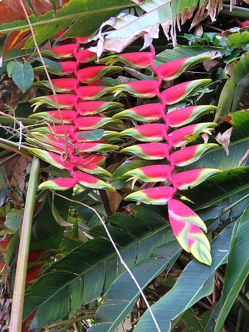 bird of paradise