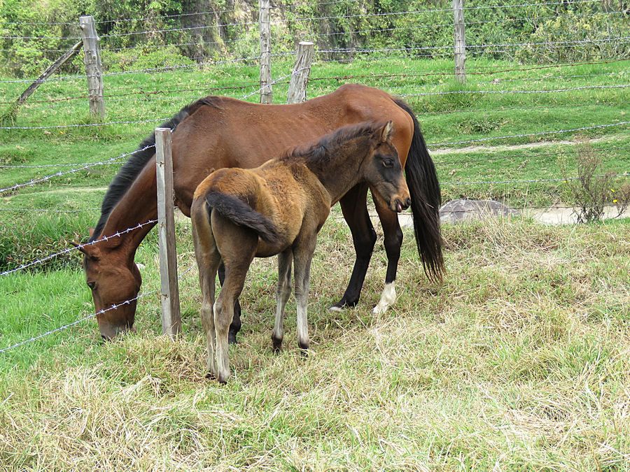 horses