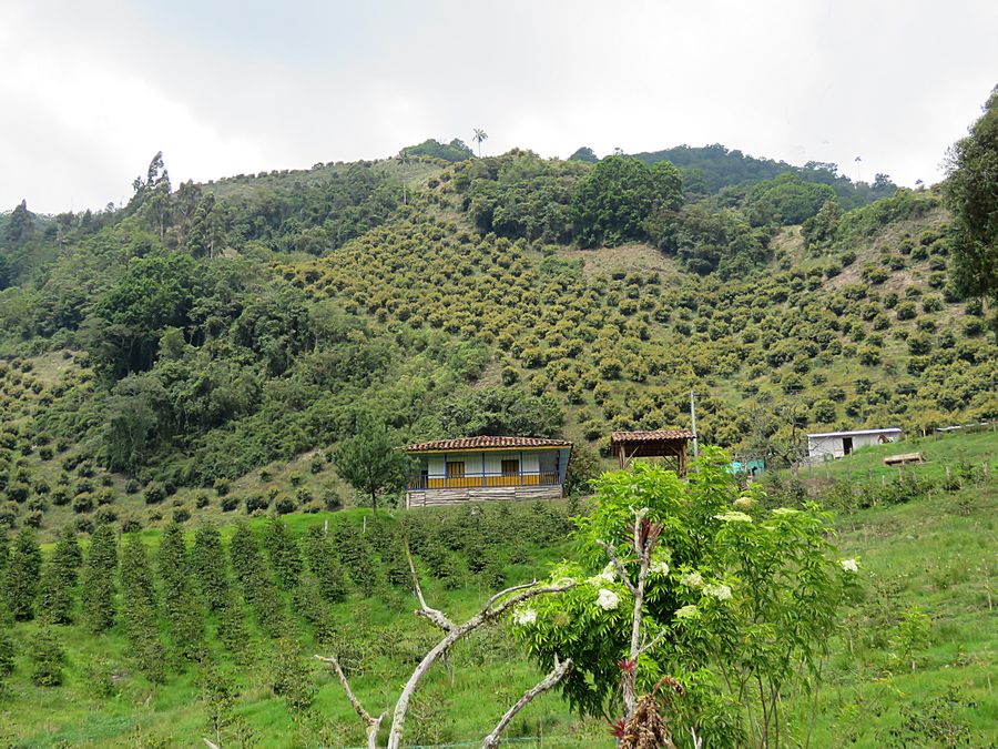avocado field