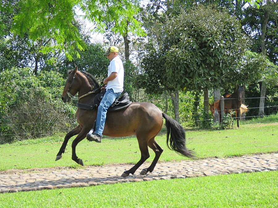 horse