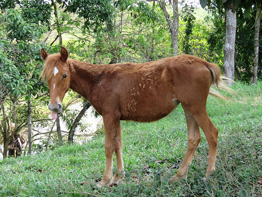 colt