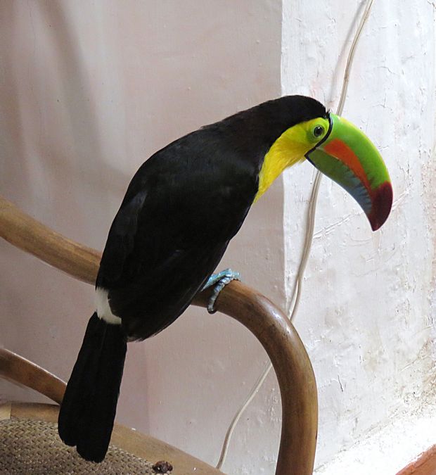 toucan