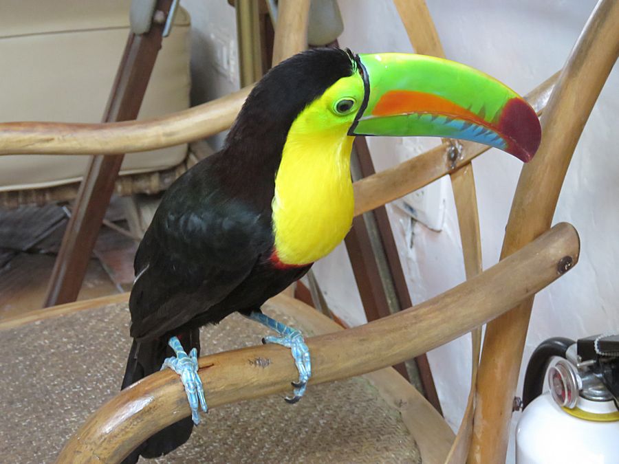 toucan