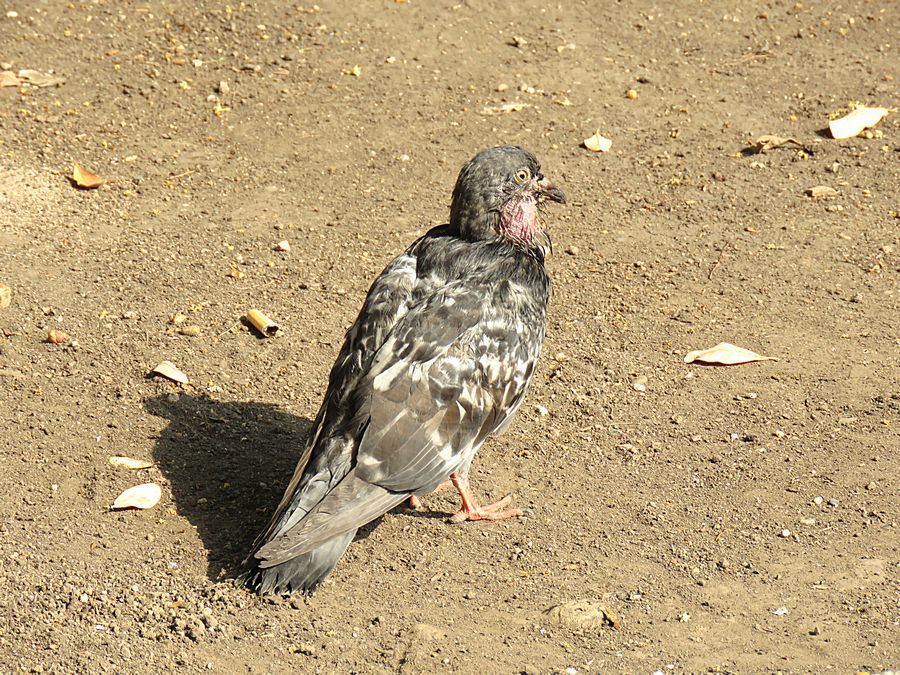 pigeon