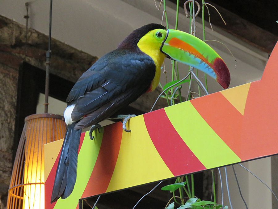 Cartagena toucan