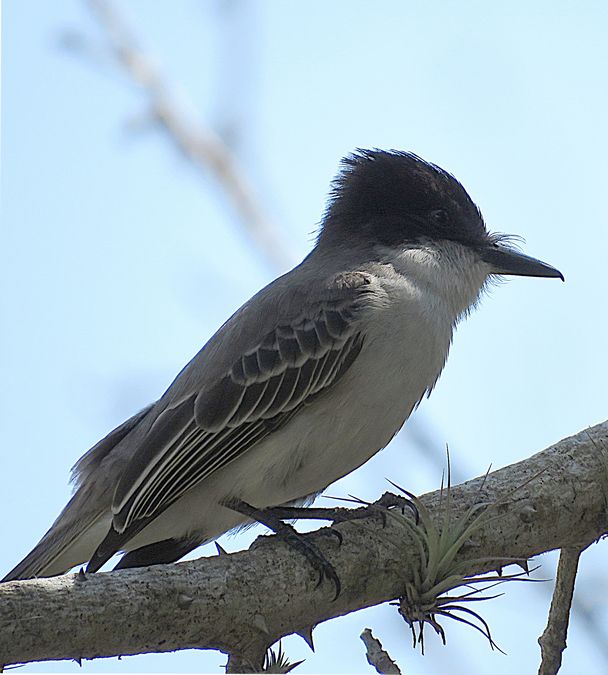 loggerhead kingbird