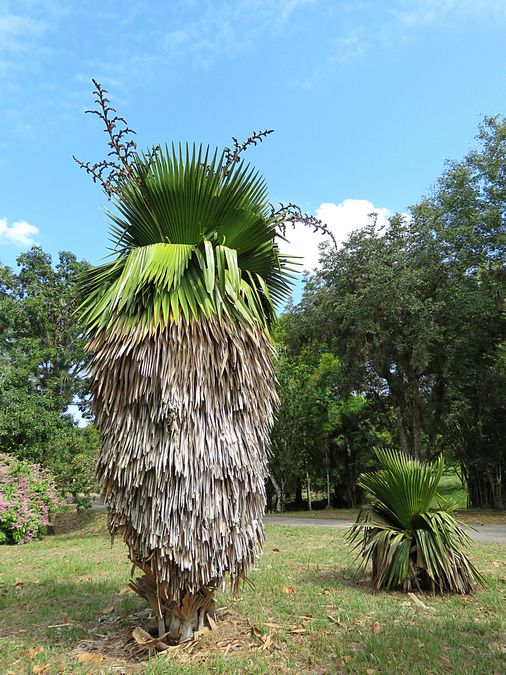 unusual palm tree
