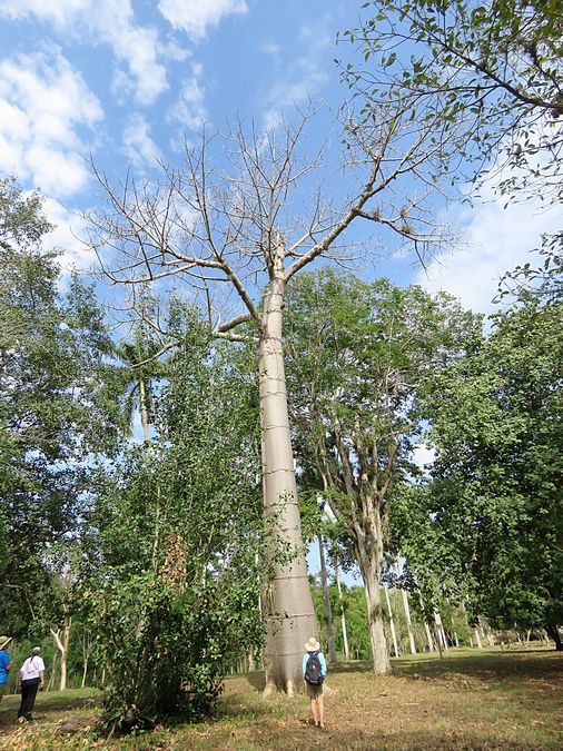 elephant paw tree