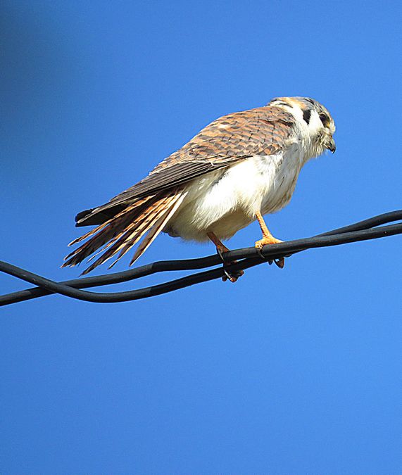 American Kestrel