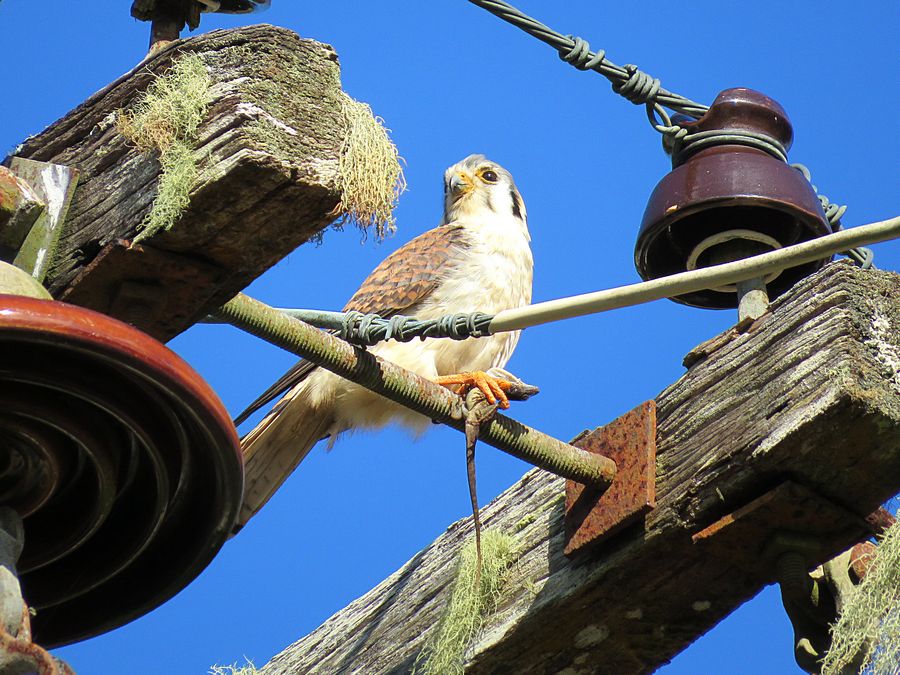 Kestrel with lizard