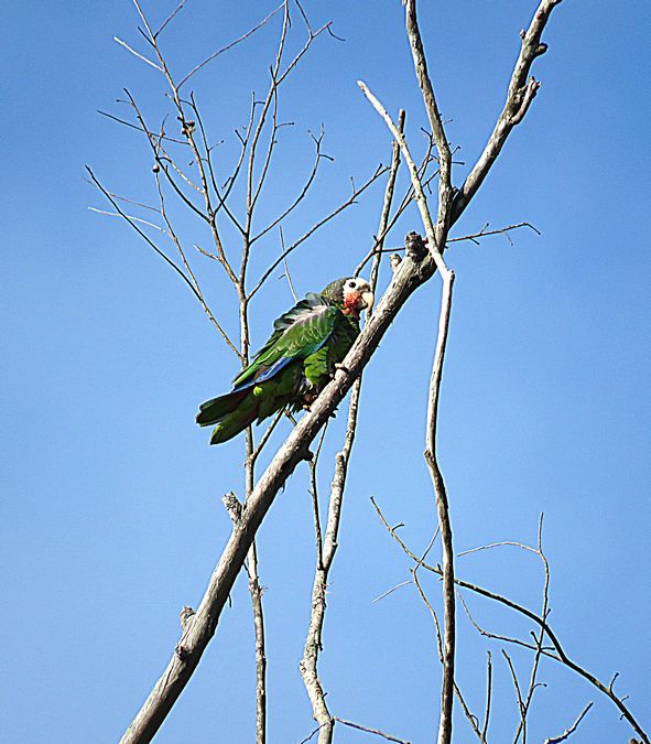 Cuban Parrot