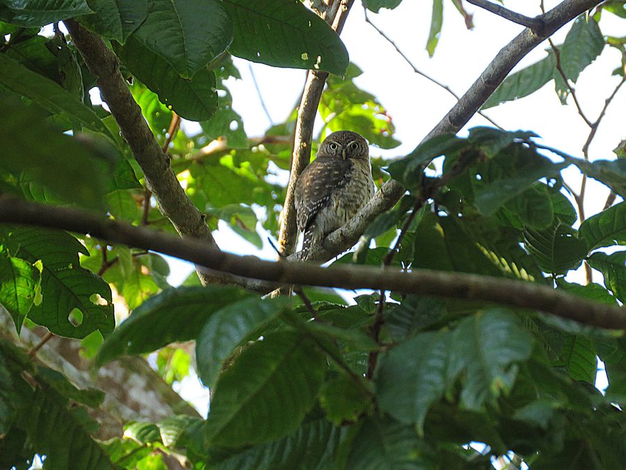 Pygmy Owl